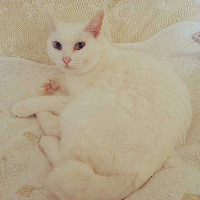 sakuraさんの実例写真