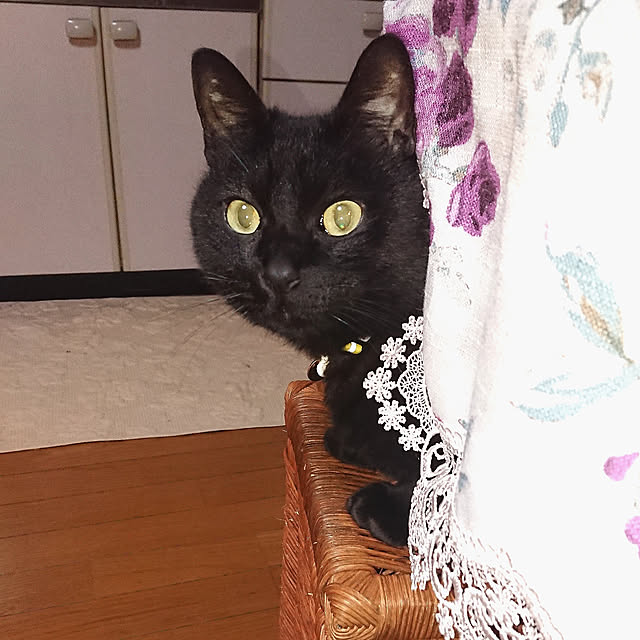 junkn6さんの実例写真