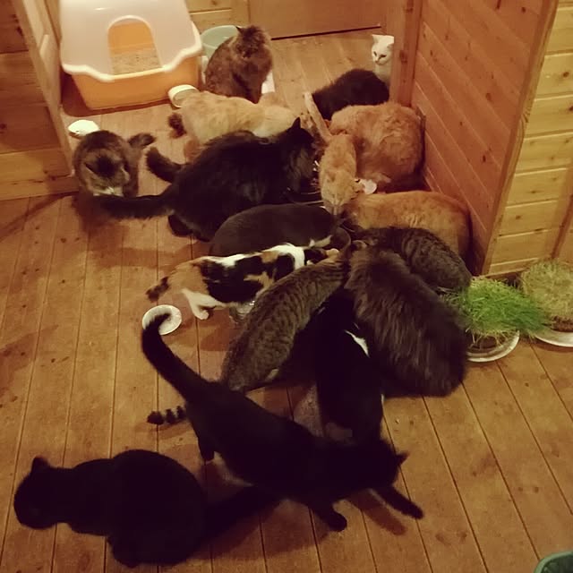 Maki-nekomamireさんの実例写真