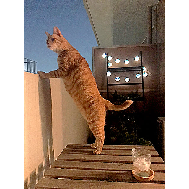 derazouさんの実例写真