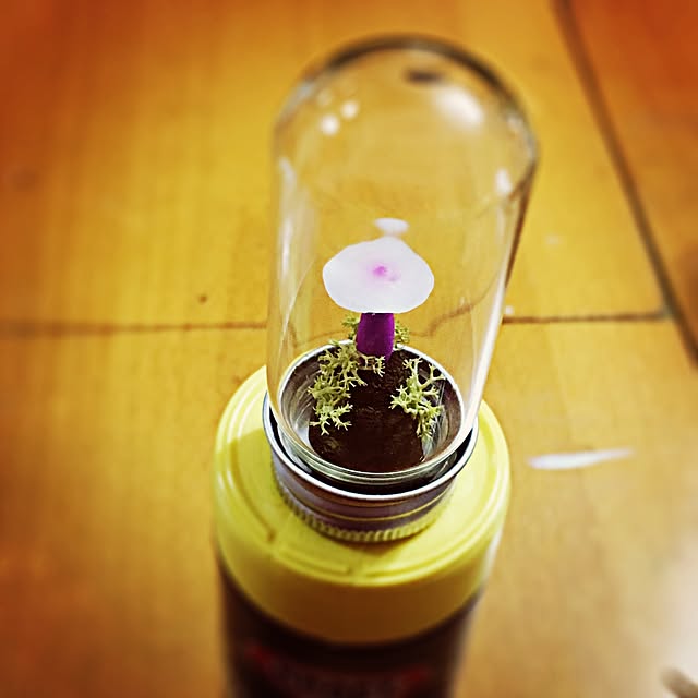 ramuchop3000さんの実例写真