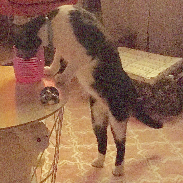 brbrnknkさんの実例写真