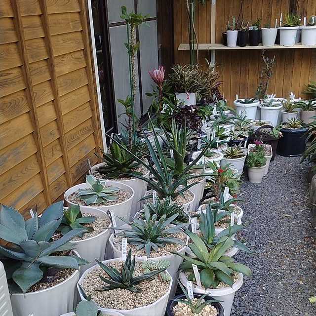 koshiregutyoさんの部屋