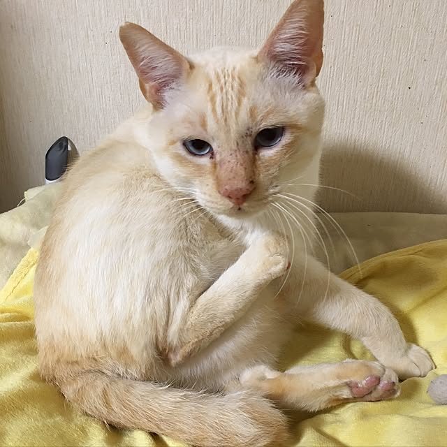 hinamamaさんの実例写真