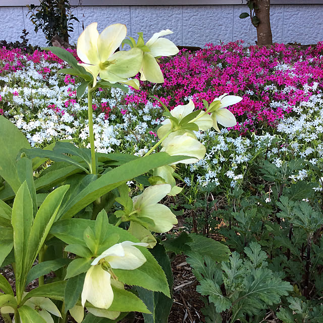 houenさんの実例写真