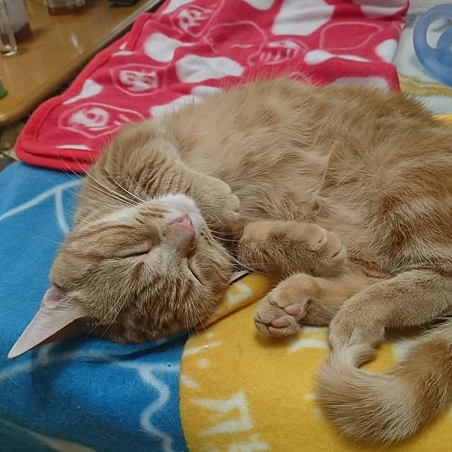 shinobuさんの実例写真