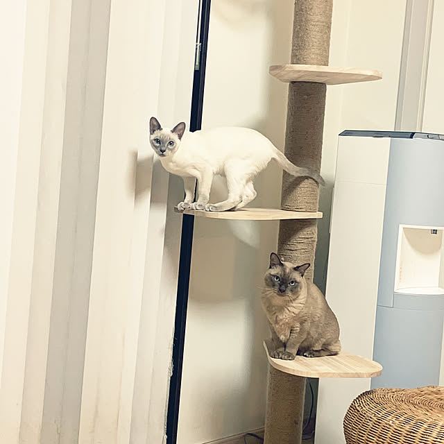shienaさんの実例写真