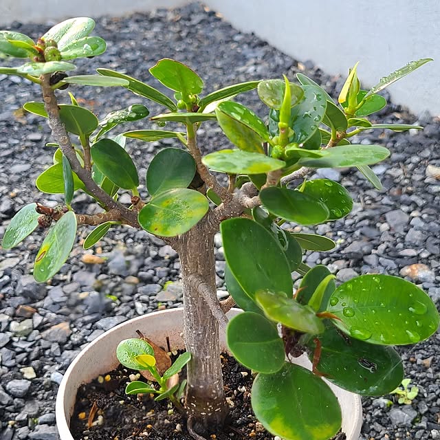 Rubiconさんの部屋