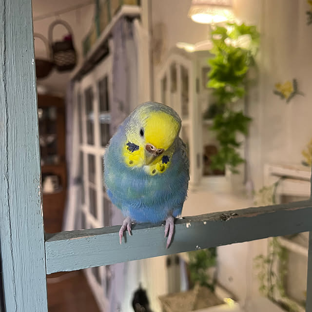 Atsukoさんの部屋