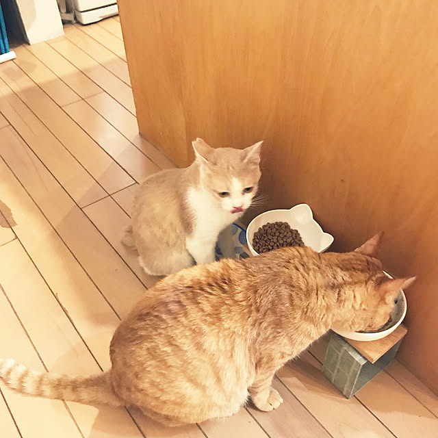 kou-kitiさんの実例写真