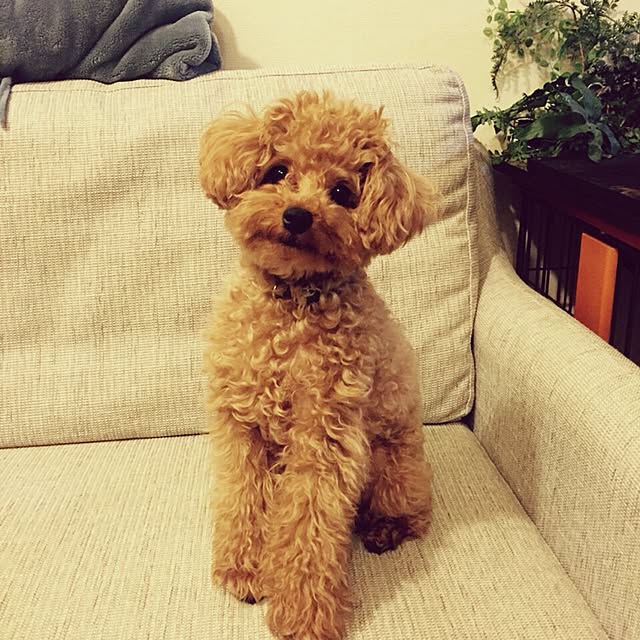 yuchiさんの実例写真