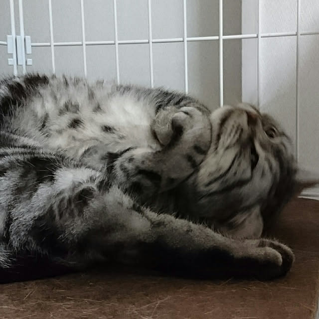 ronさんの実例写真