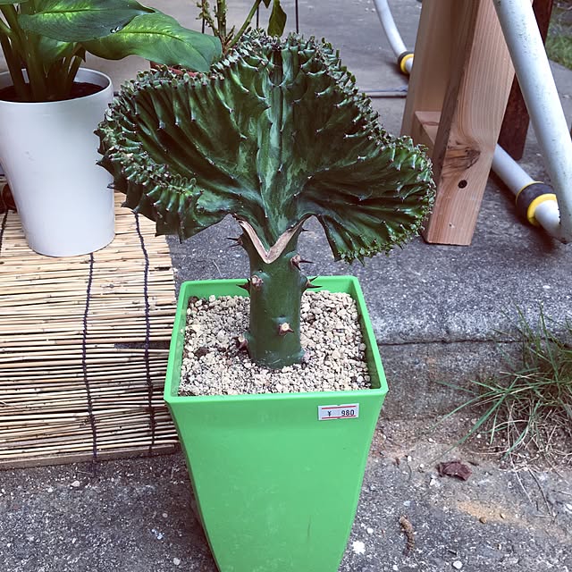 ayaさんの実例写真