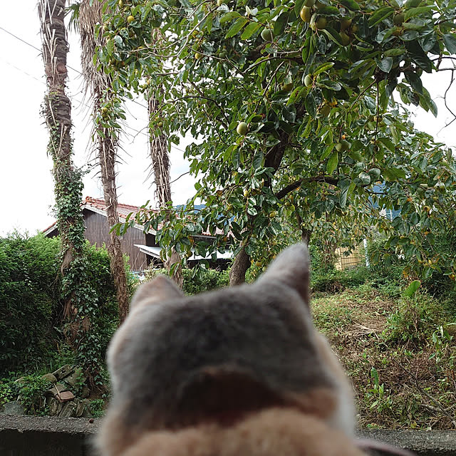 fukuさんの実例写真
