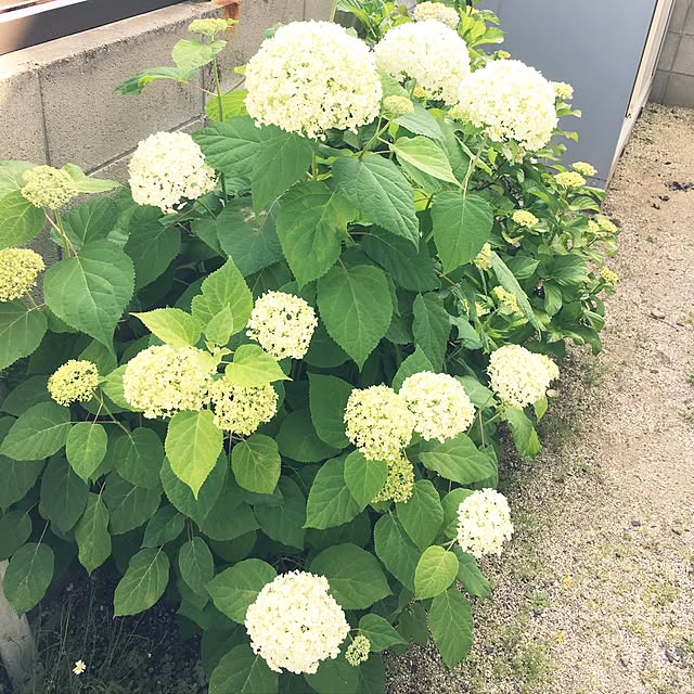 chiroさんの実例写真