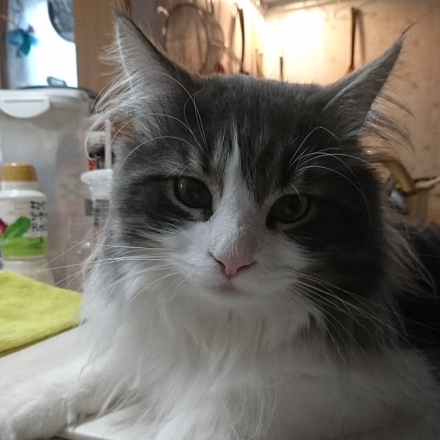 shinobuさんの実例写真