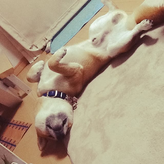 kotaさんの実例写真