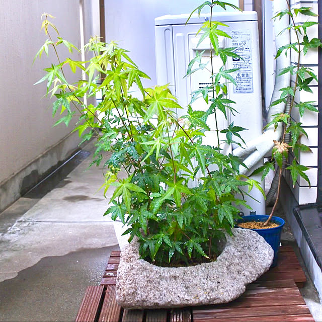 takaayaさんの実例写真