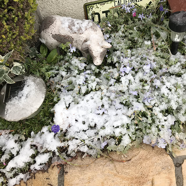 bo-zuさんの実例写真