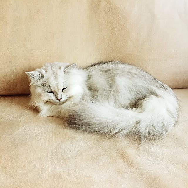 joanriさんの実例写真