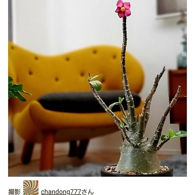 chandong777さんの実例写真