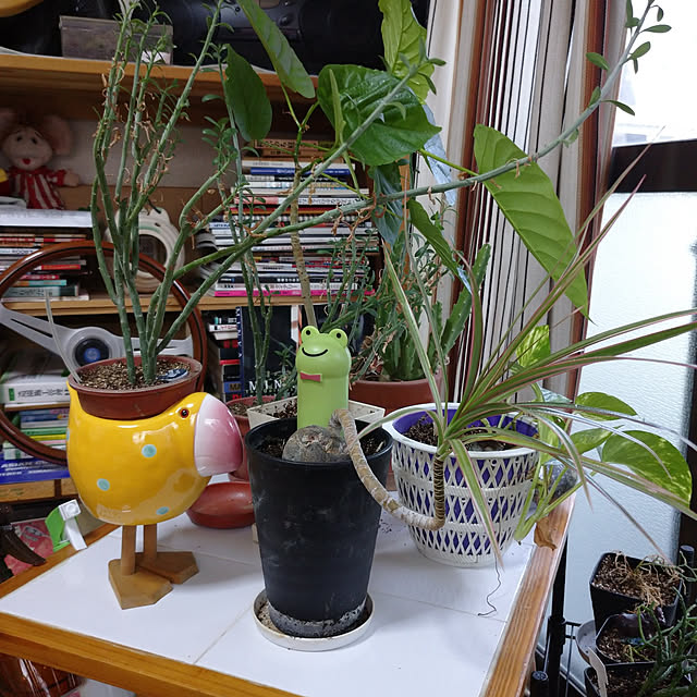 kougaitaさんの実例写真