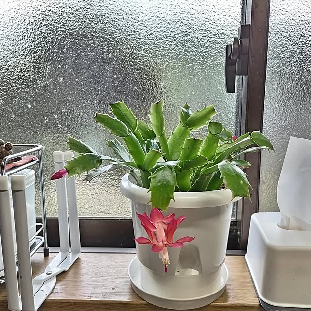 kuririnmamaさんの部屋
