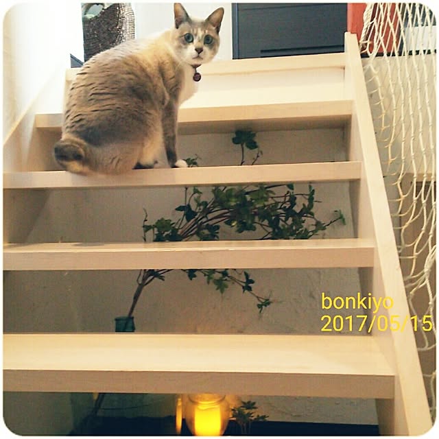 bonkiyoさんの実例写真