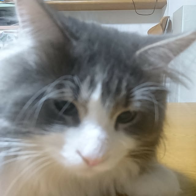 shinobuさんの実例写真