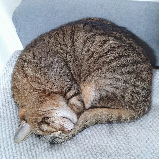 cocoroさんの部屋