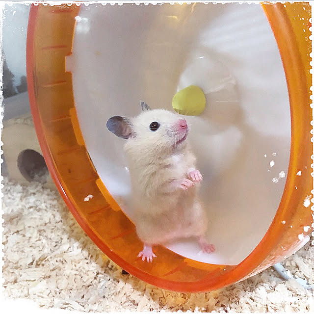 emiさんの実例写真