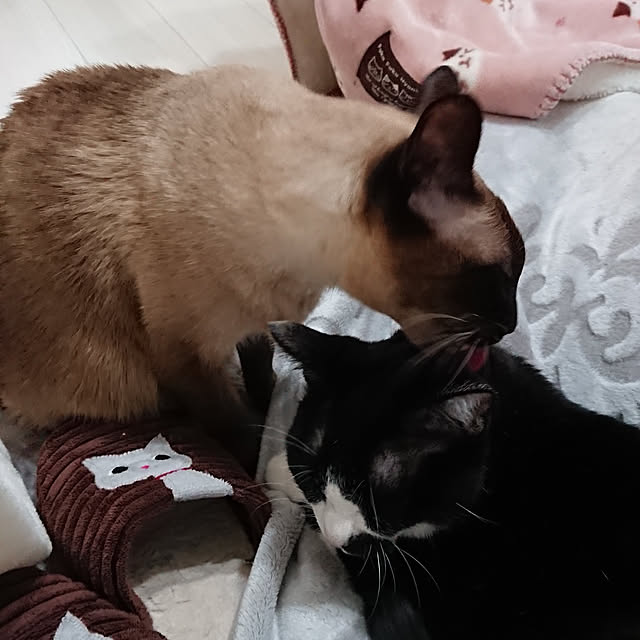chatnoirさんの実例写真