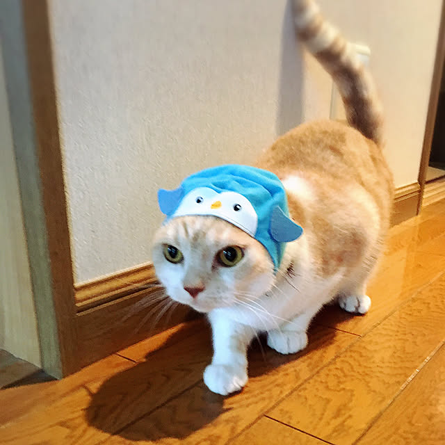 aiaiさんの実例写真