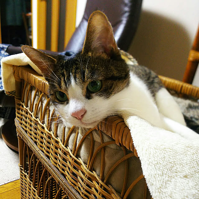 rinさんの実例写真