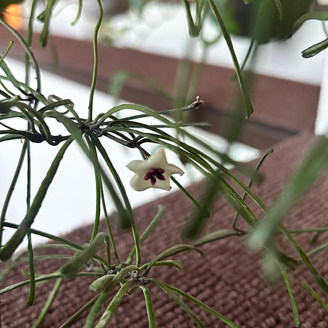 greycatsさんの部屋