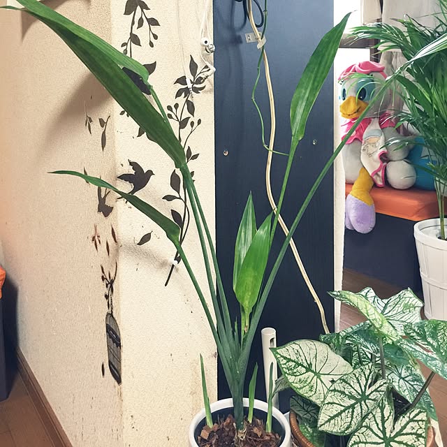 Harumiさんの実例写真