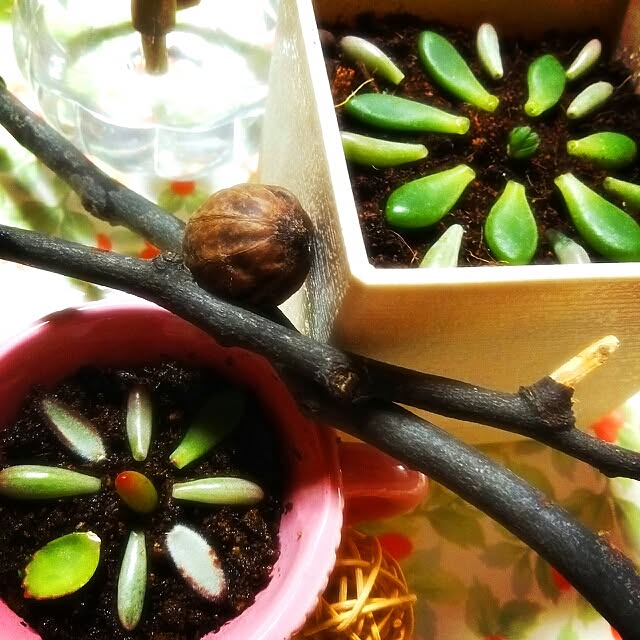 Chomeakiさんの実例写真