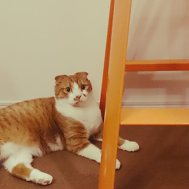 Sachiさんの実例写真