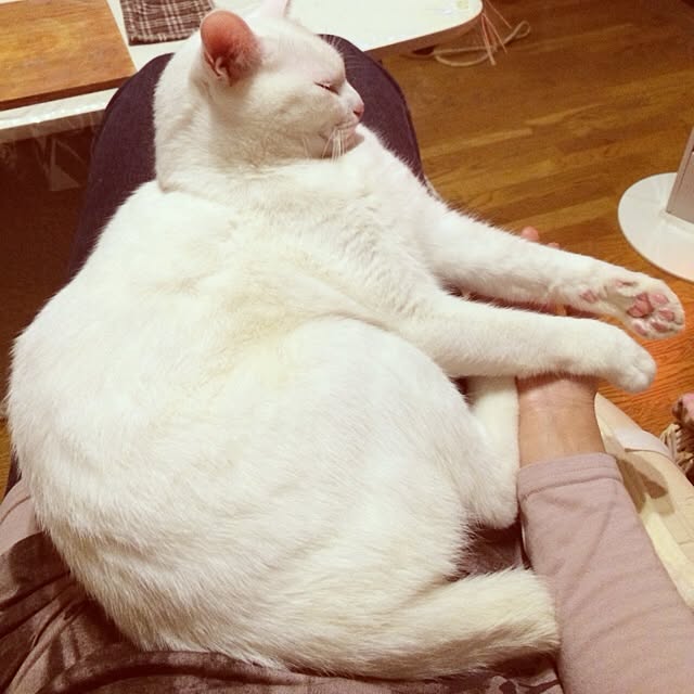 実例写真
