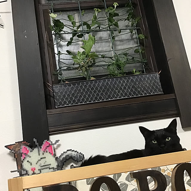 popoさんの実例写真