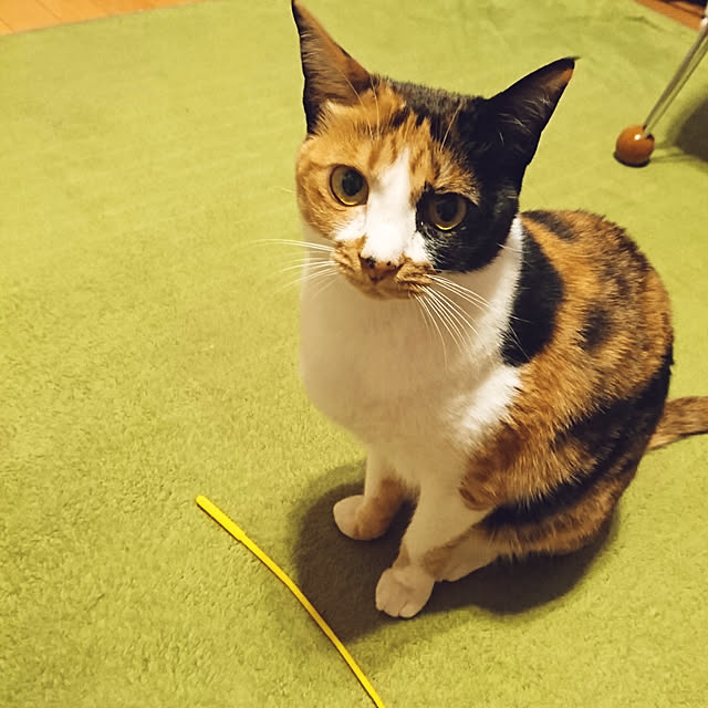 78catさんの実例写真