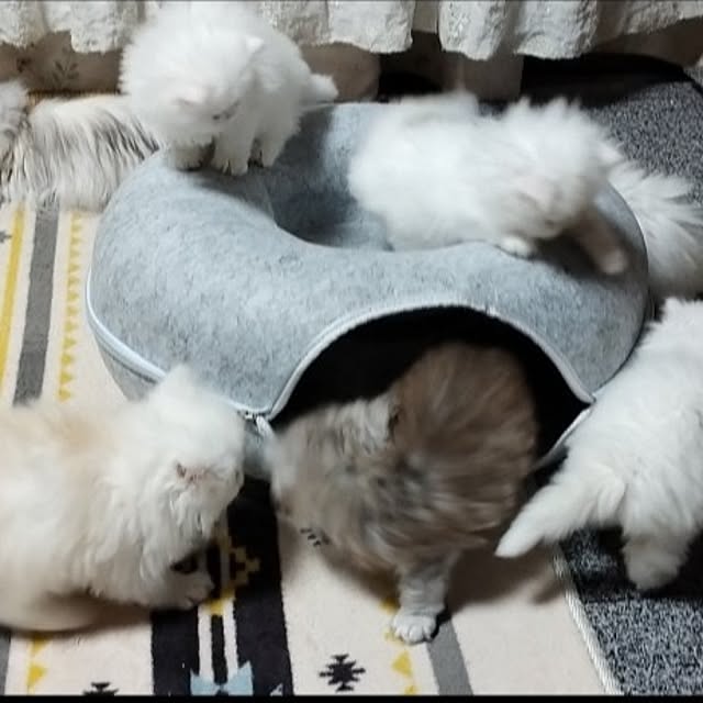 makaronさんの実例写真