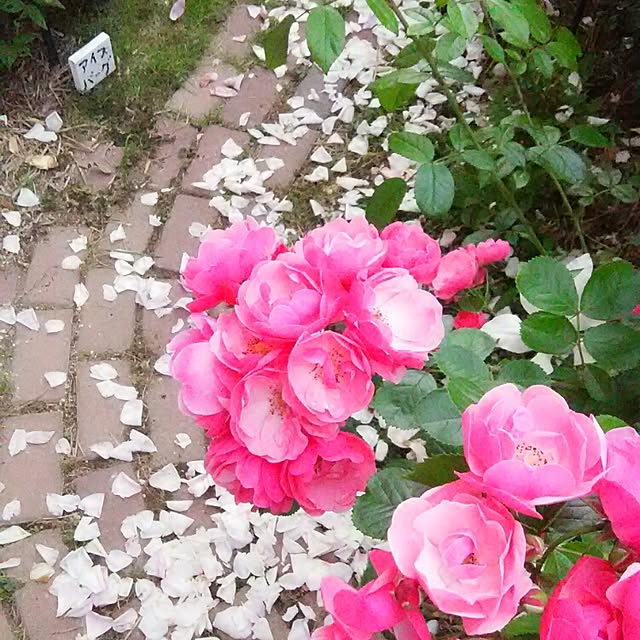 ganamiさんの実例写真