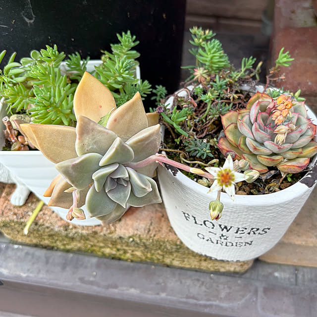 ritsukoさんの実例写真