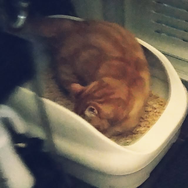 runaさんの実例写真