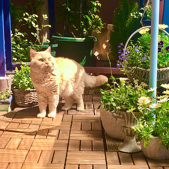 naokoさんの実例写真