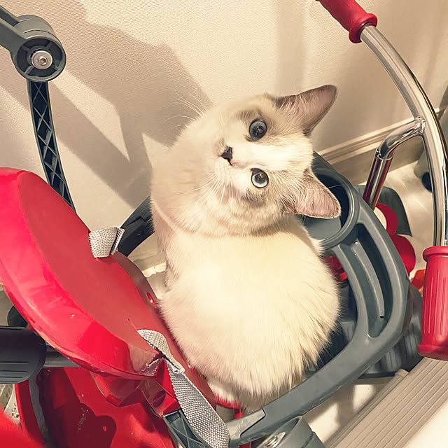 gingerwynksさんの実例写真