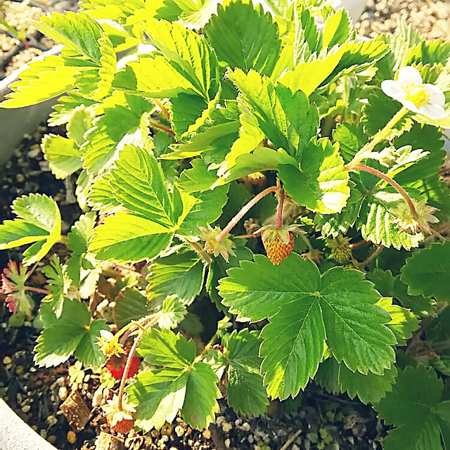 sunflowerさんの実例写真