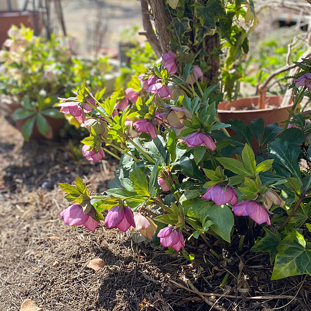 mintteaさんの部屋