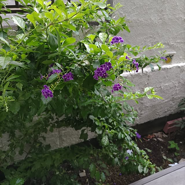Maroさんの部屋
